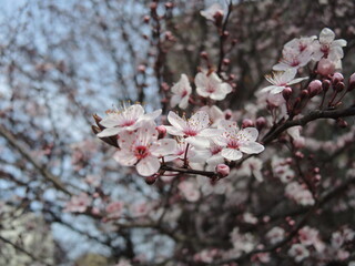 Tree in bloom, beautiful spring flowers