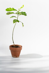 Green plant for eco-living and lifestyle, minimalism design for holistic living, gardrening and plant for trees