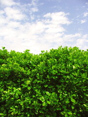 マサキの生垣と空