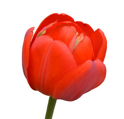 Bright red tulip bud on a white background, side view, close-up.