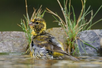 European Serin, Serinus serinus in the water while swimming. Czechia. Europe. 