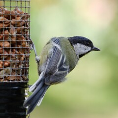 Fototapeta premium Great tit (Parus major) on the feeder with walnuts. Czechia. Europe.
