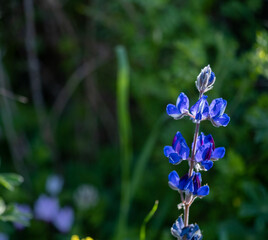 Beautiful blue lupine flowers (Lupinus polyphyllus)