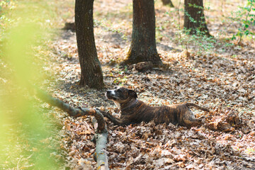 dog laying on dry leaves