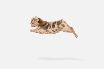 Fototapeta premium Merle French Bulldog playing on white studio background