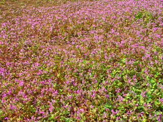 春の野原に咲く仏の座