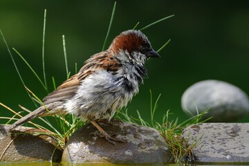 House sparrow, Passer domesticus, male stands on stone with grass by the bird's waterhole. Czechia....