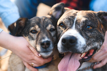 two dogs sitting together