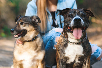 two dogs with owner at park