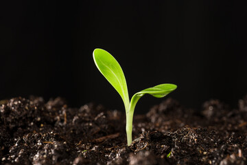 small sprouted plant in the garden