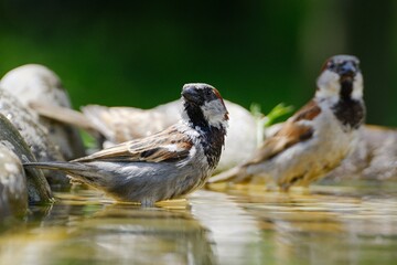  Two house sparrows, Passer domesticus are bathing in the water of a bird's waterhole. Czechia. Europe. 