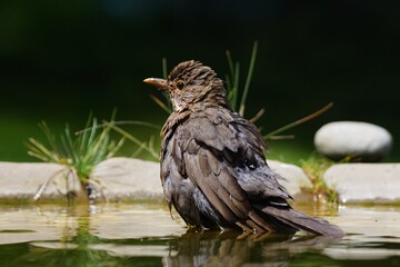Young blackbird (Turdus merula) are bathing in the water of a bird's waterhole. Czechia. Europe. 