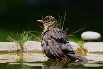 Naklejka na ściany i meble Young blackbird (Turdus merula) are bathing in the water of a bird's waterhole. Czechia. Europe. 