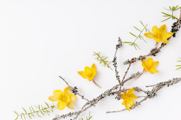 Spring frame of small yellow flowers, floral arrangement