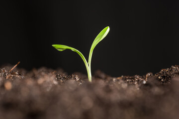 small sprouted plant in the garden