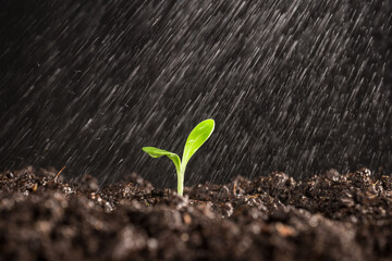 small sprouted plant watering in the garden