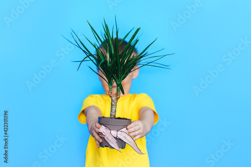 Boy holding pot with home plant. Gift of living flower for March 8 and mother's day