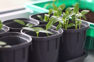 seedlings for planting in the garden