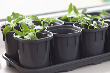seedlings for planting in the garden