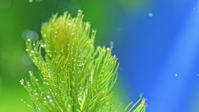 Beautiful freshwater aquarium with many green plants which exudes bubbles oxygen. Process of photosynthesis of aquarium plants in an aquarium. Aqua space. Beautiful aquarium landscape.