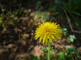Blooming yellow dandelion close-up. Dandelion in dry ground alone.