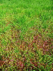 野原に咲く仏の座と若草