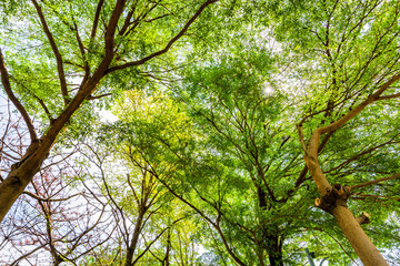 low angle view of green trees with the blue sky background