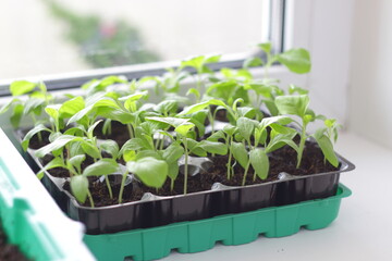 seedlings for planting in the garden