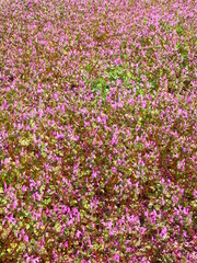 Obraz premium 春の野原に咲く仏の座