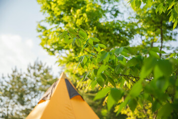 Leaves are plentiful next to the tent. Selective focus