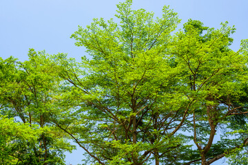 Lush green trees with blue sky background
