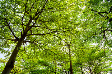 Green trees in the park as a background
