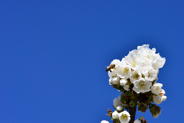 bee collecting pollen on flowering cherry or Cerasus in spring