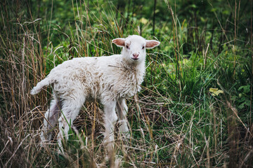 Farm Sheep Lambs in green country fields