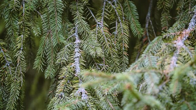 Background of green Christmas tree branches. Christmas decoration. Branches of oriental spruce in autumn sunhine and light wind. Winter holidays mood.