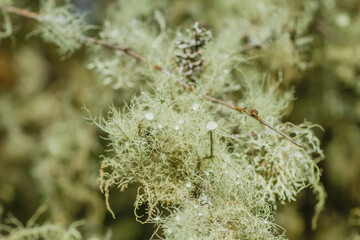 Usnea lichens