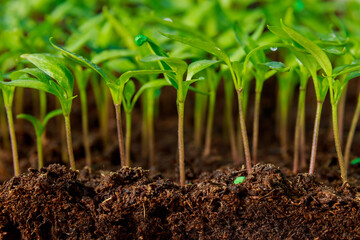 pepper seedlings grown in trays in a greenhouse