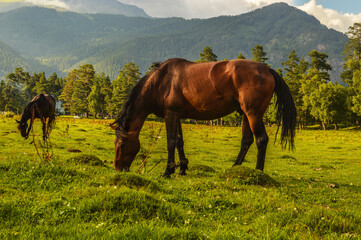 Fototapeta na wymiar horses in the meadow
