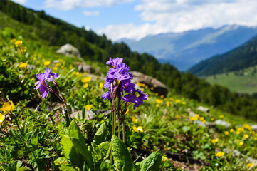 Obraz premium flowers in the mountains