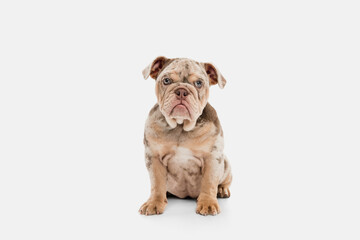 Merle French Bulldog playing on white studio background