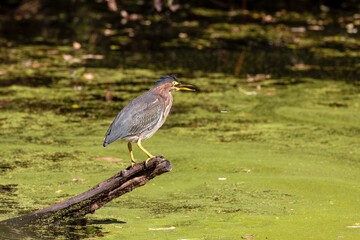 Green heron fishing in a stream with a green background. Profile view with the bird's mouth open. Vischer Ferry Nature and Historic Preserve in New York.