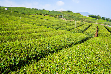 Beautiful tea plantation landscape on the mountaintop of Alishan in Taiwan.