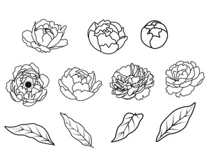 Outline peony flowers vector collection