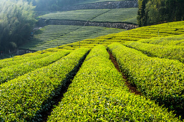 Beautiful tea plantation landscape on the mountaintop of Alishan in Taiwan.