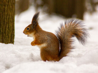 red squirrel in the snow