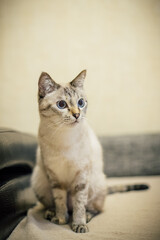 a white cat with a gray strip sits on the couch and looks away