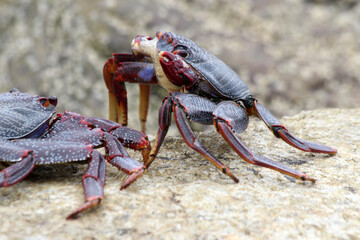 rote_Klippenkrabbe