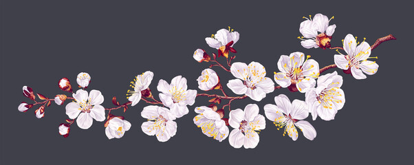 Vector branch with spring flowers. Realistic fruit tree branch. Detailed hand drawn clip art element isolated on dark background for your design, postcards, advertising, social media posts, textile