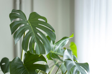 Philodendron monstera planted in front of the living room window © dragonstock