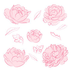 Pink peony flower vector collection